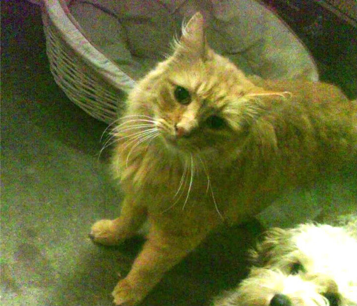 爱游戏官方-地方政府积极推动足球文化旅游融合发展，足球旅游项目