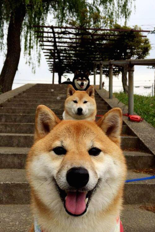 爱游戏电竞官网-比利时骑手拉里萨·保利斯在2024年巴黎奥运会盛装舞步比赛中以“Luna”马匹获得第七名，展现出色表现。