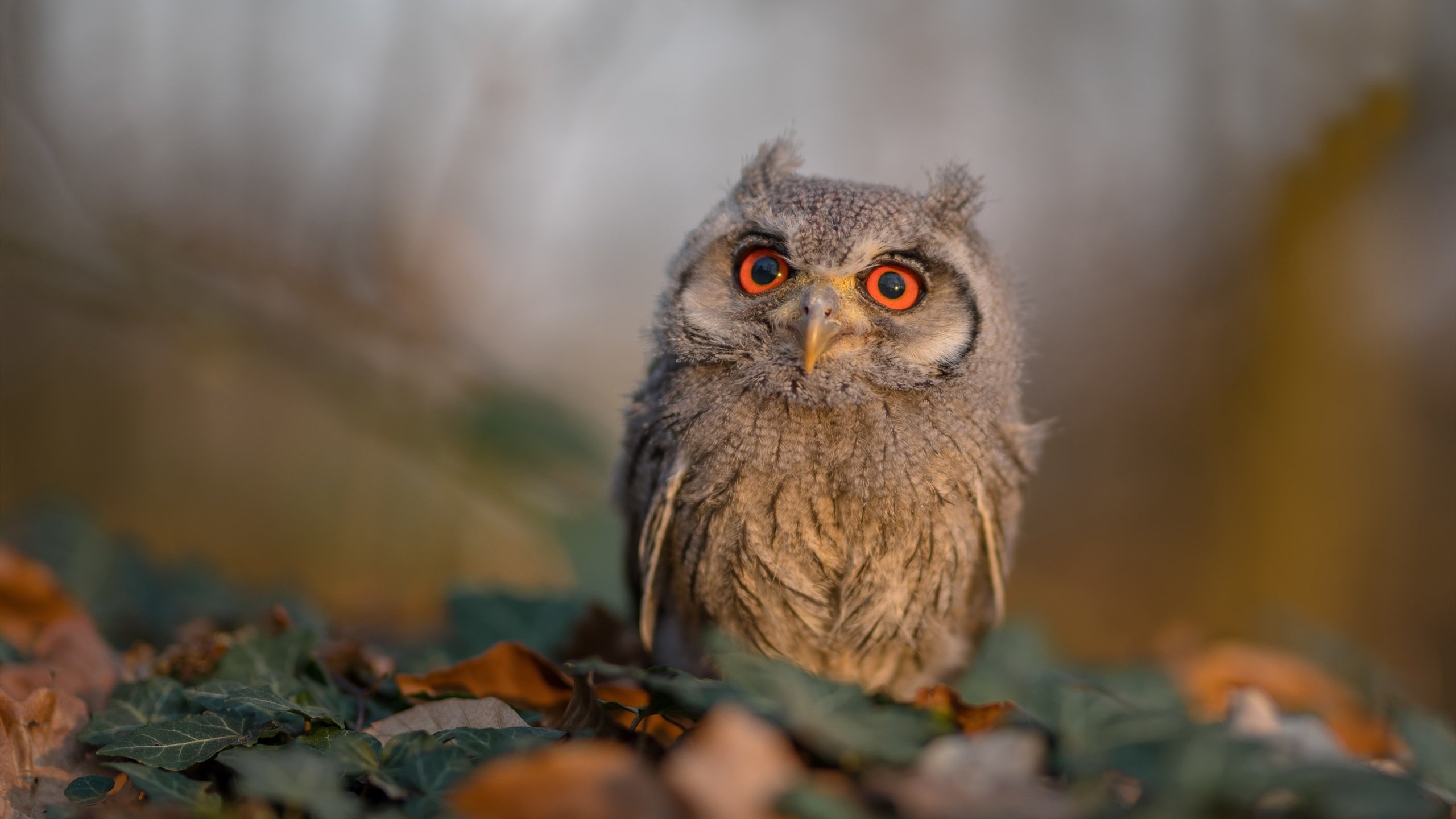 AYX GAMING-科比不朽：用“曼巴精神”永远启发未来！，科比曼巴精神的由来