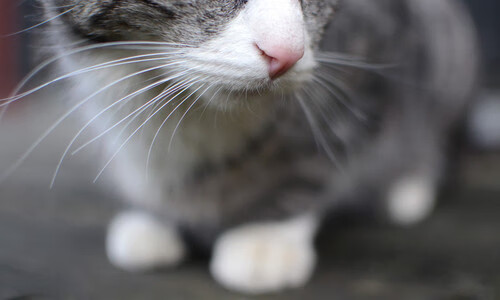 AYX官网-青少年“运动+文化”校园篮球夏令营在成都热烈开启，丰富体育文化内容