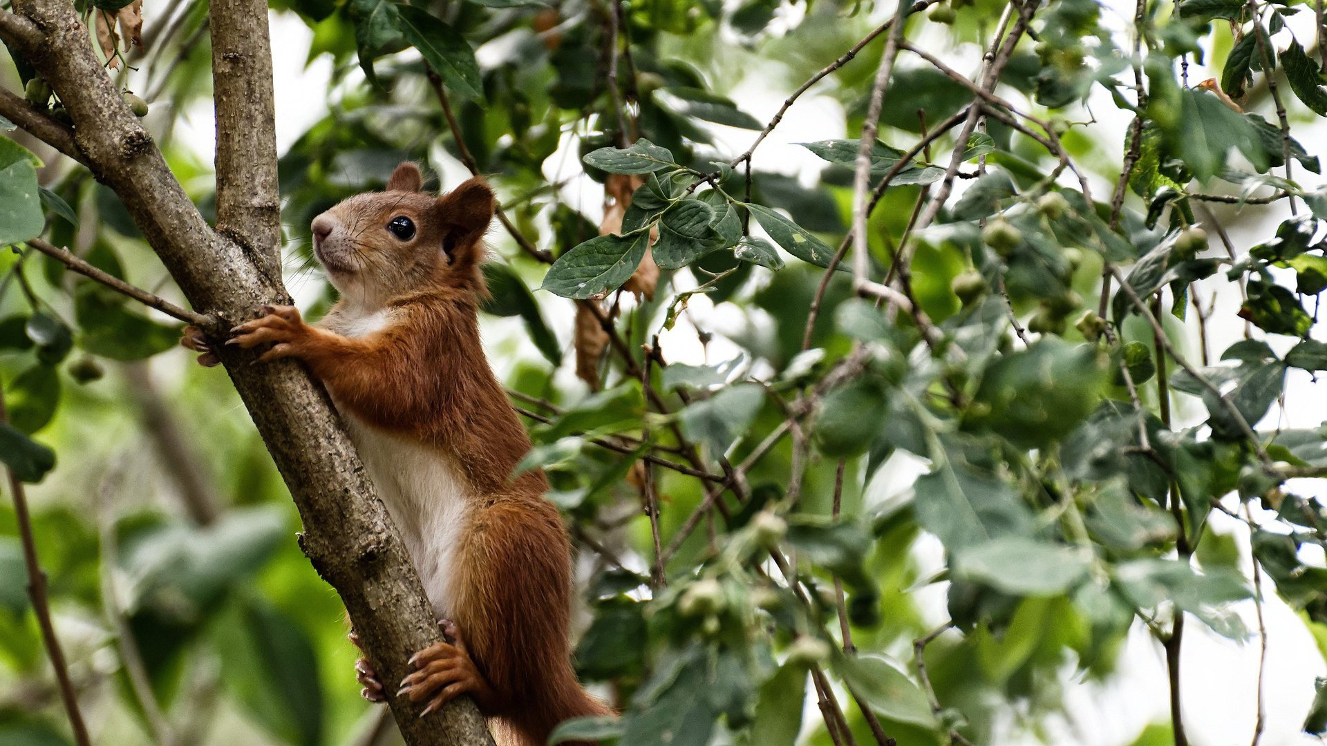 76人收购电竞战队表现亮眼,76人dj