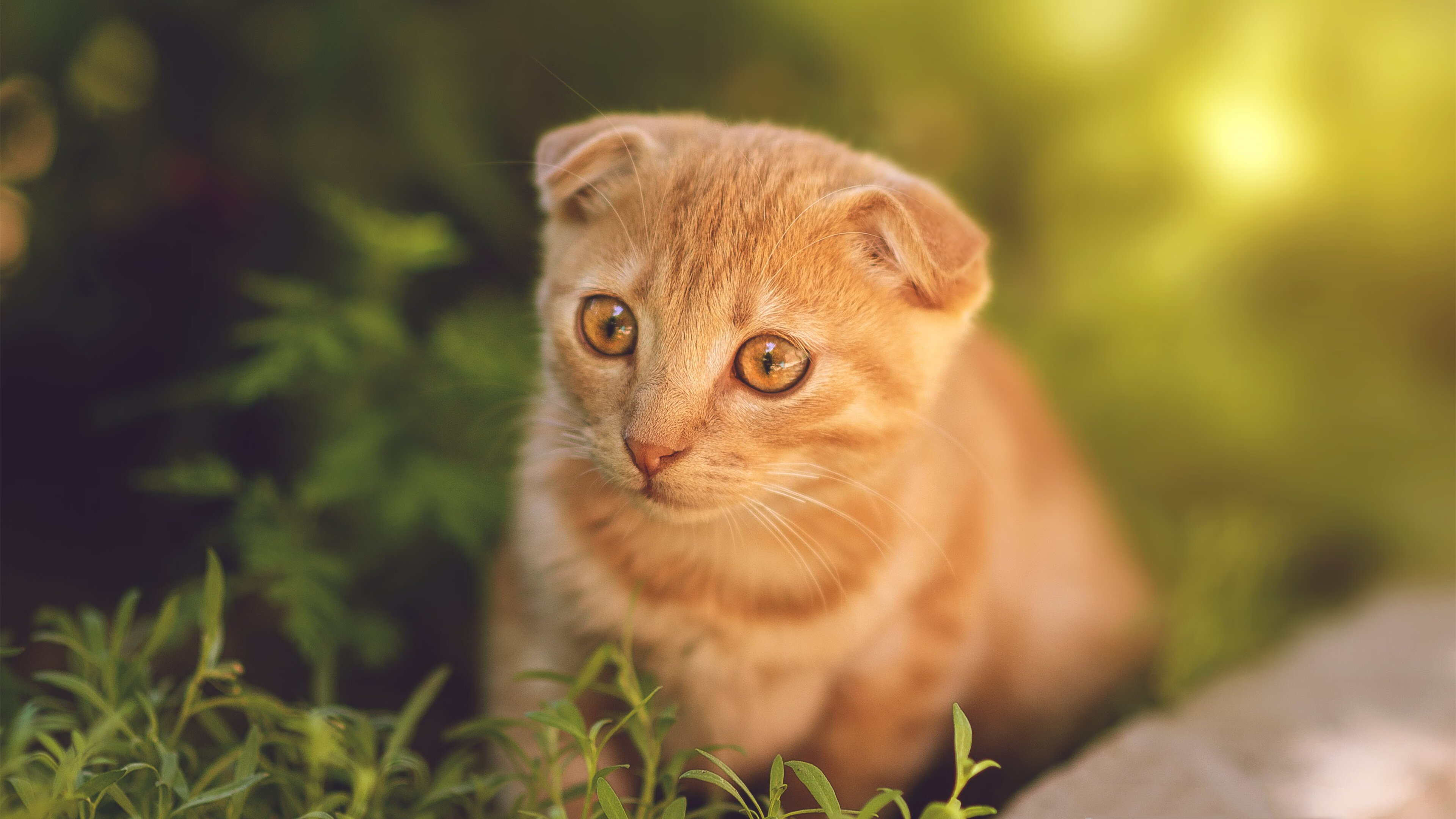 主队球员在比赛中频频获得进球机会，主队总进球数