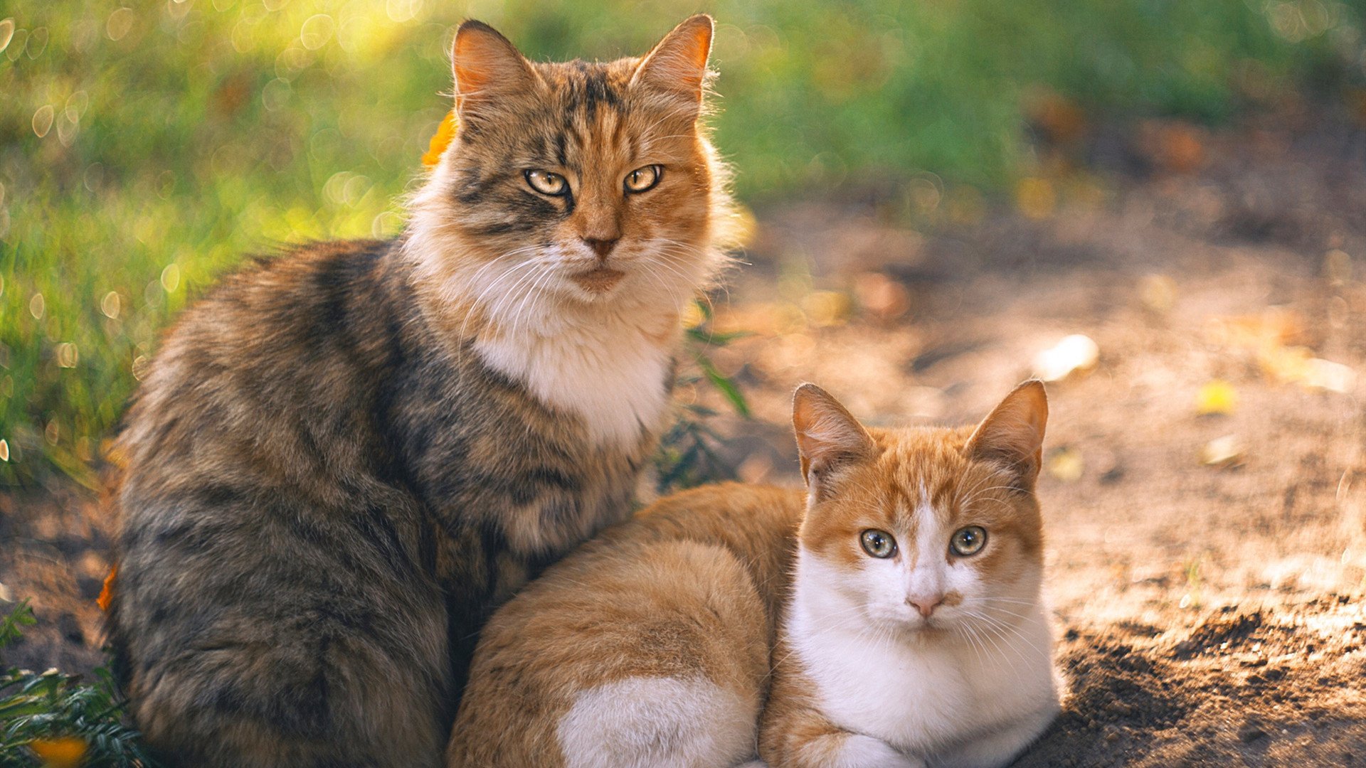 埃弗顿球员内讧,扰乱球队内部秩序,埃弗顿最新球员名单