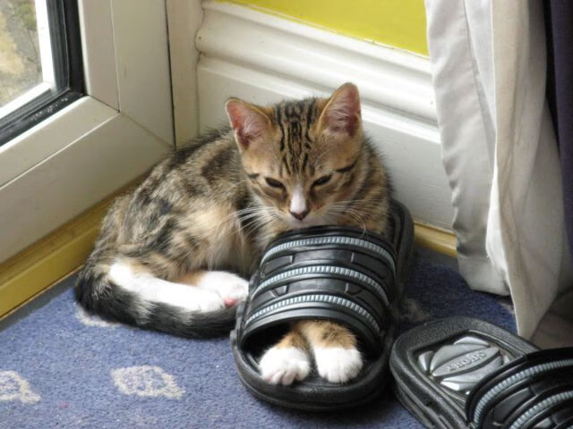 爱游戏娱乐平台-摩纳哥连胜稳固竞争对手，实力逐渐提升，摩纳哥2020