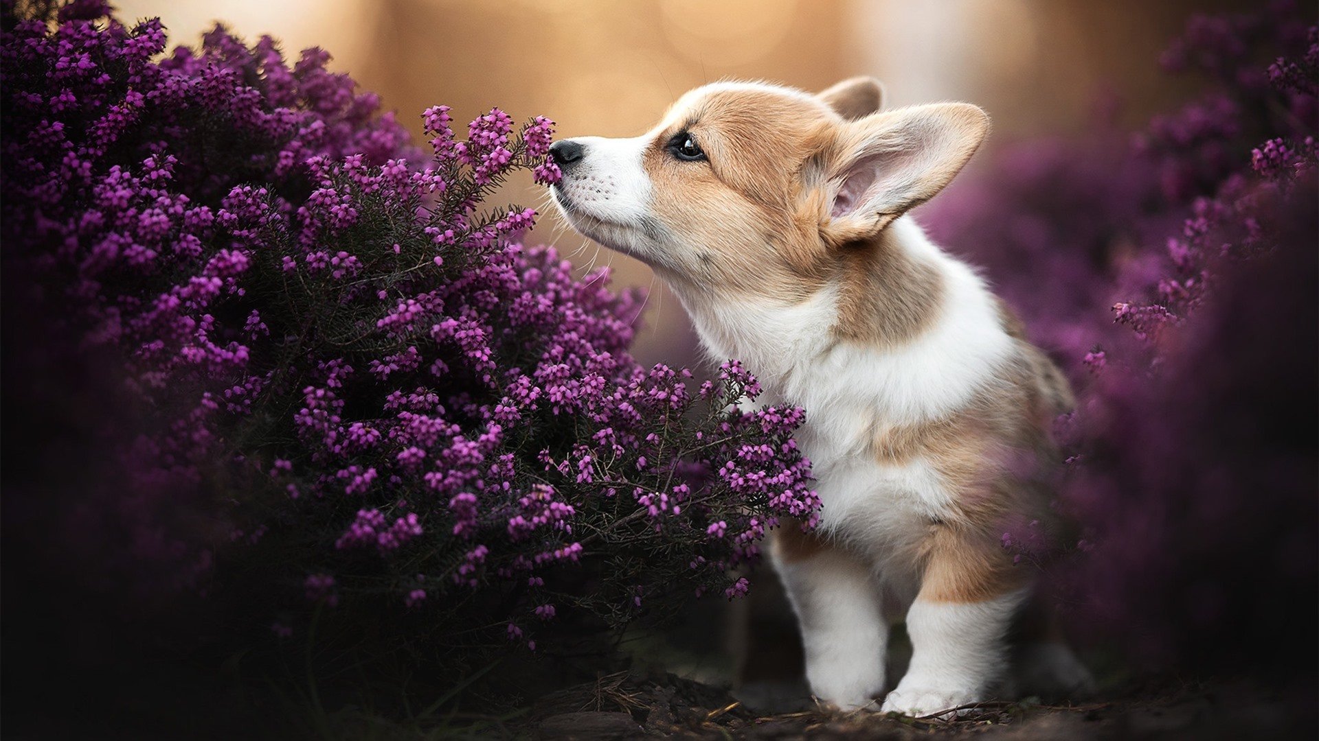 本菲卡球员伤愈复出,本菲卡实力如何