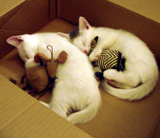 森林狼球队球队核心阵容稳定,森林狼队最强阵容