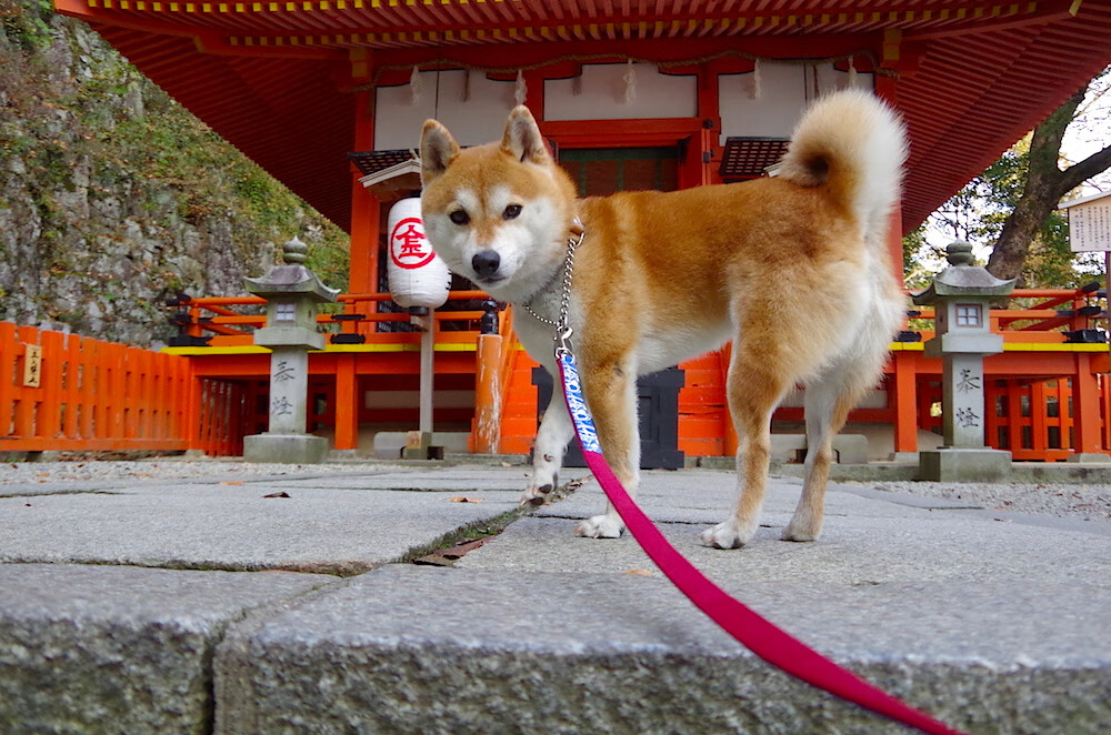 热刺主帅调整战术,全面压制对手,热刺29岁主帅