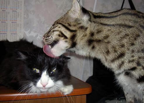 热火队新援表现低迷!遭受批评!,热火队队员