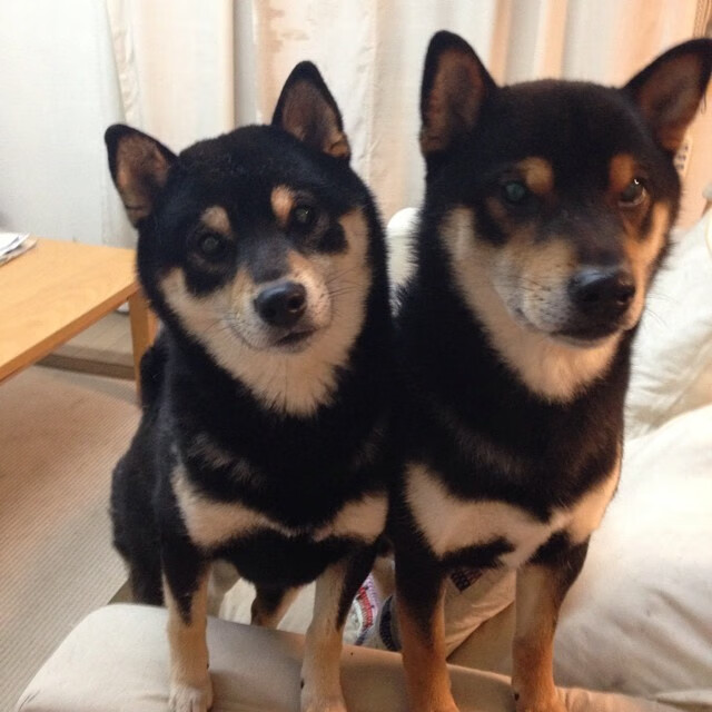 联盟是否应出台标准化战术评分,联盟规定要求