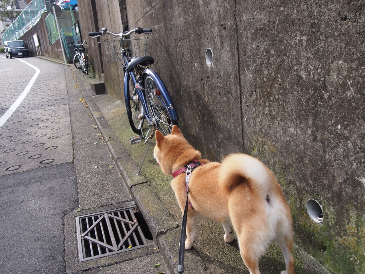 都灵斯图加特战胜对手,以大比分稳固领先优势,都灵vs恩特拉比赛结果