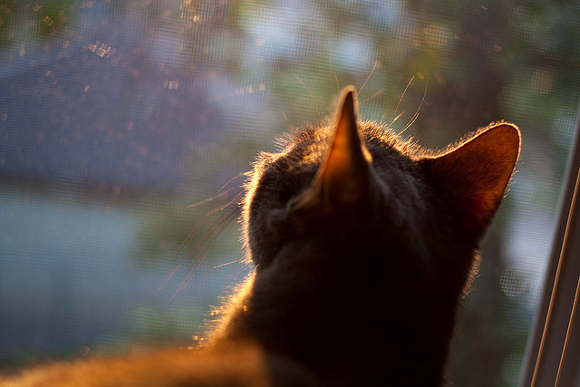 魔术队防守反击策略调整,魔术队的控卫