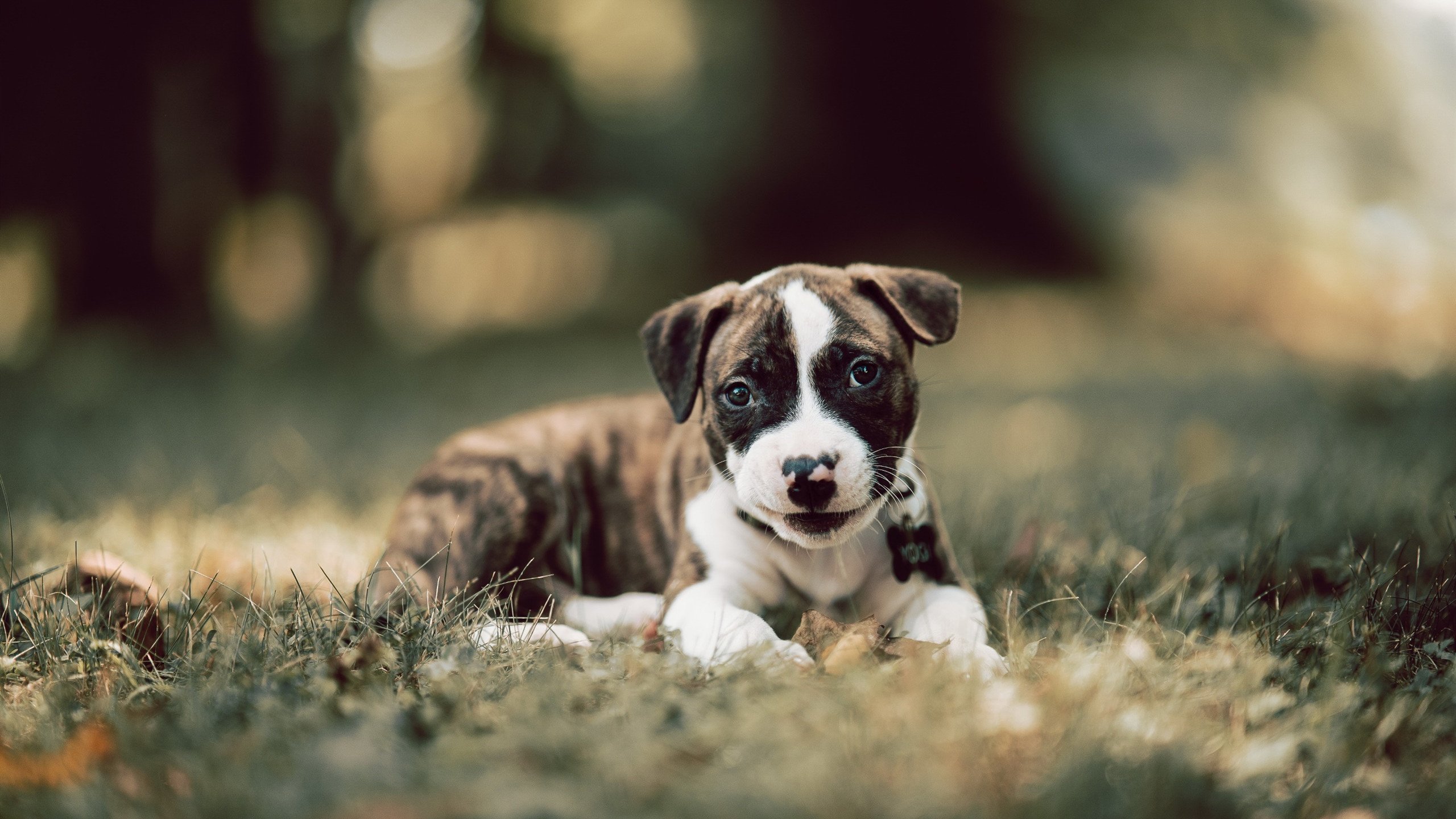 NBA球队管理层决策模型研究,nba的管理结构