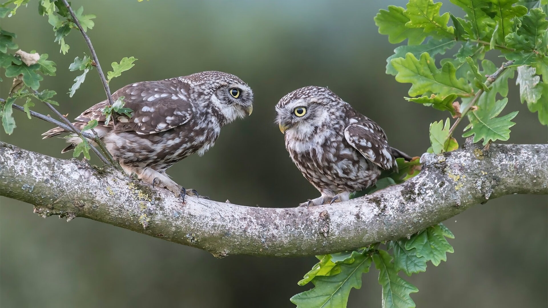 爱游戏 电竞-“武汉马拉松：飞奔的脚步，奏响速度与力量的交响乐”