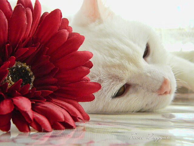 AYX GAMING-切尔西体能分配科学，持续保持高强度，切尔西什么水平