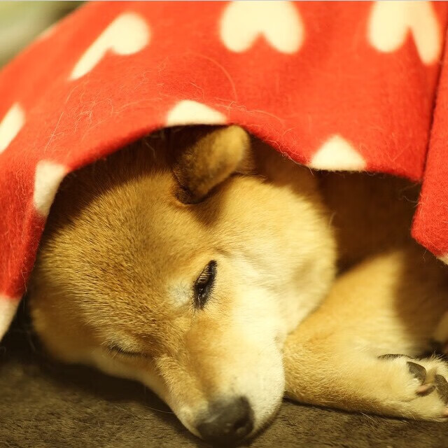 埃及队未来目标:将乒乓发展纳入国家体育战略,埃及乒乓球男团名单