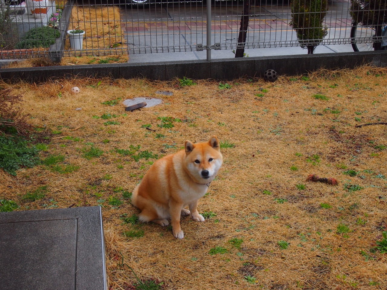 职业联赛外援带队模式是否抑制本土成长,球队外援