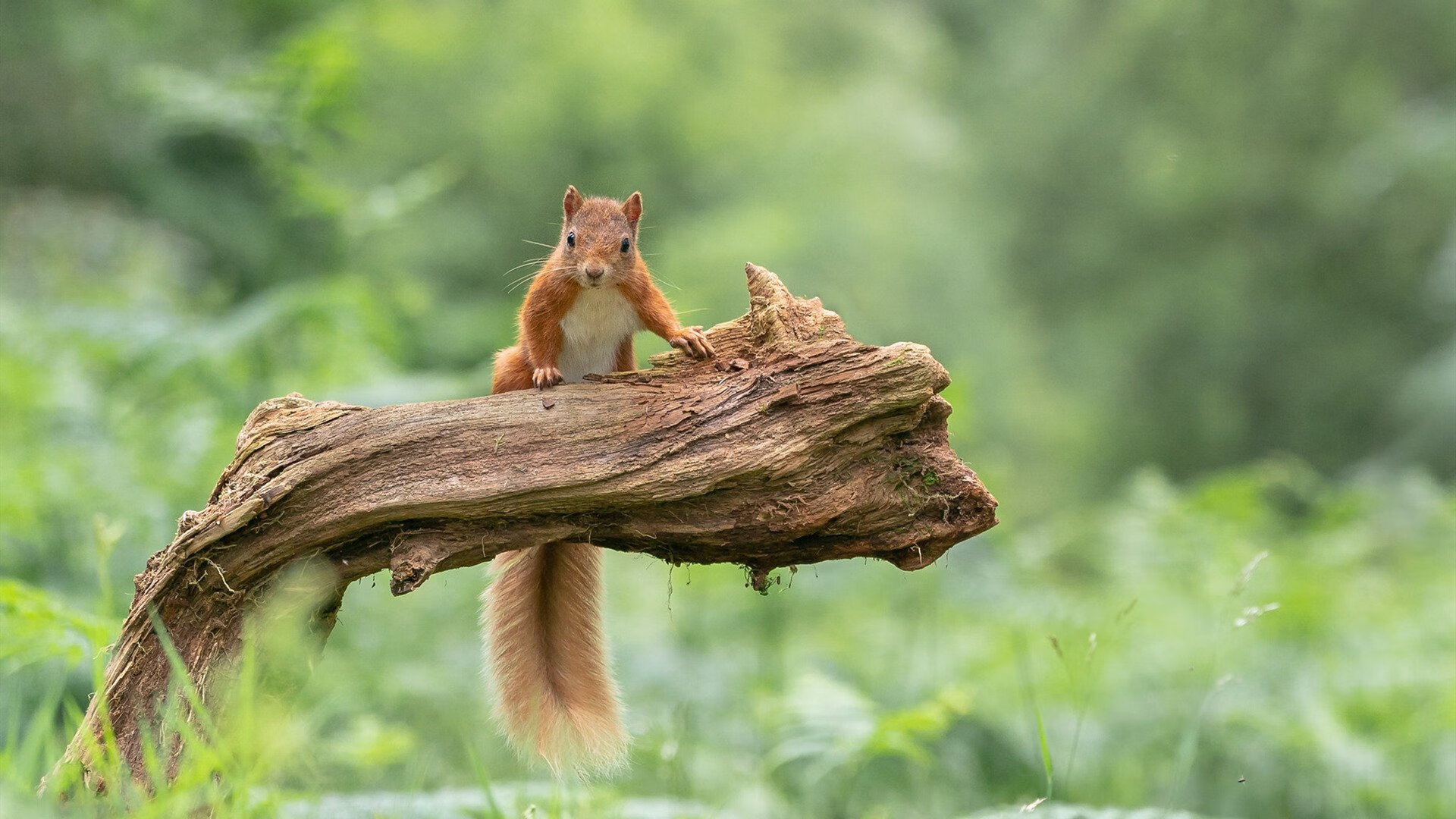 女子篮球青训注重基础体能夯实发展根基,女子篮球基本功训练
