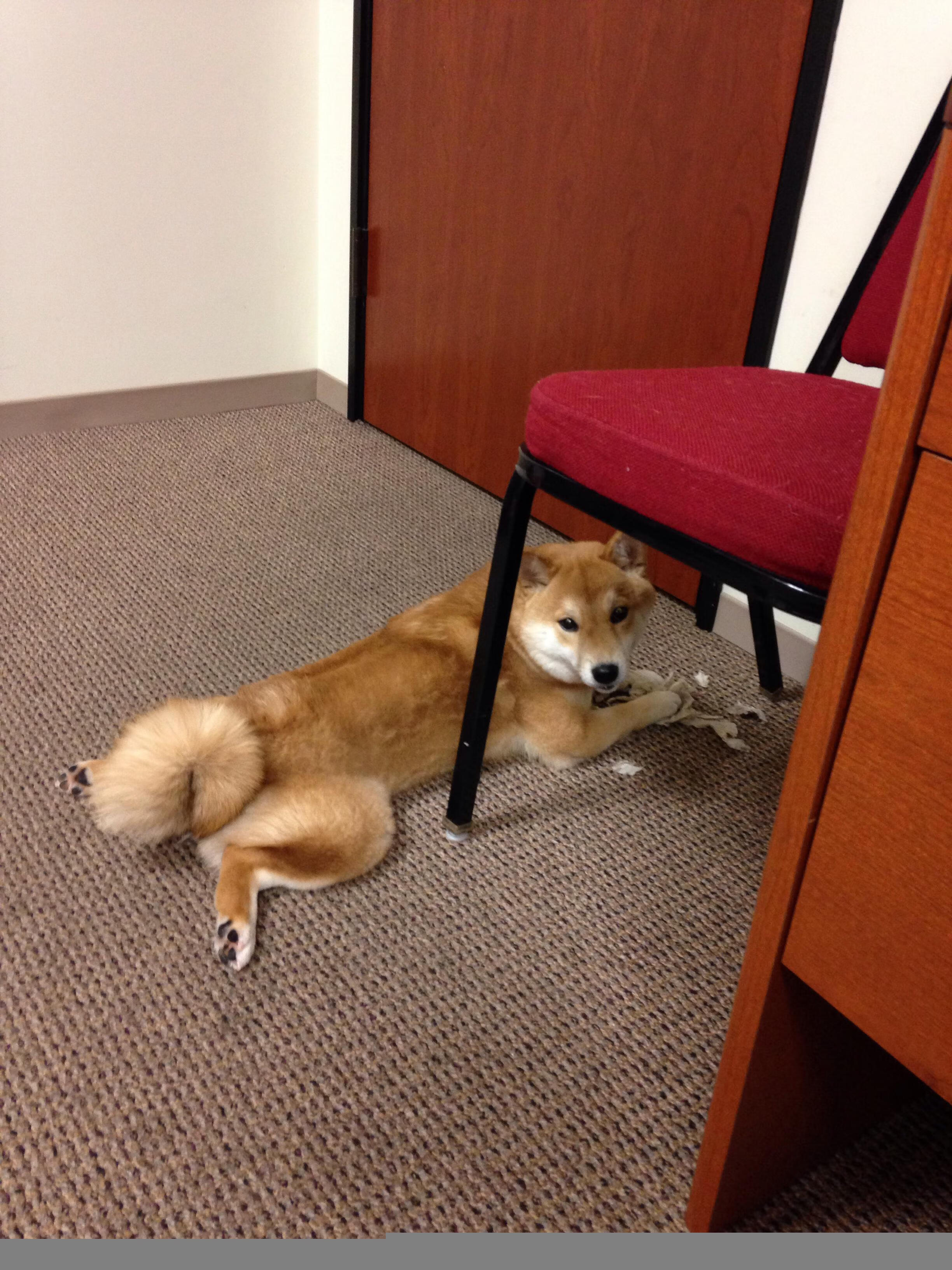 爱游戏体育平台-斯洛伐克女篮在欧洲预赛中表现优异，战略布局逐步成熟，斯洛伐克欧洲杯预选赛比赛结果