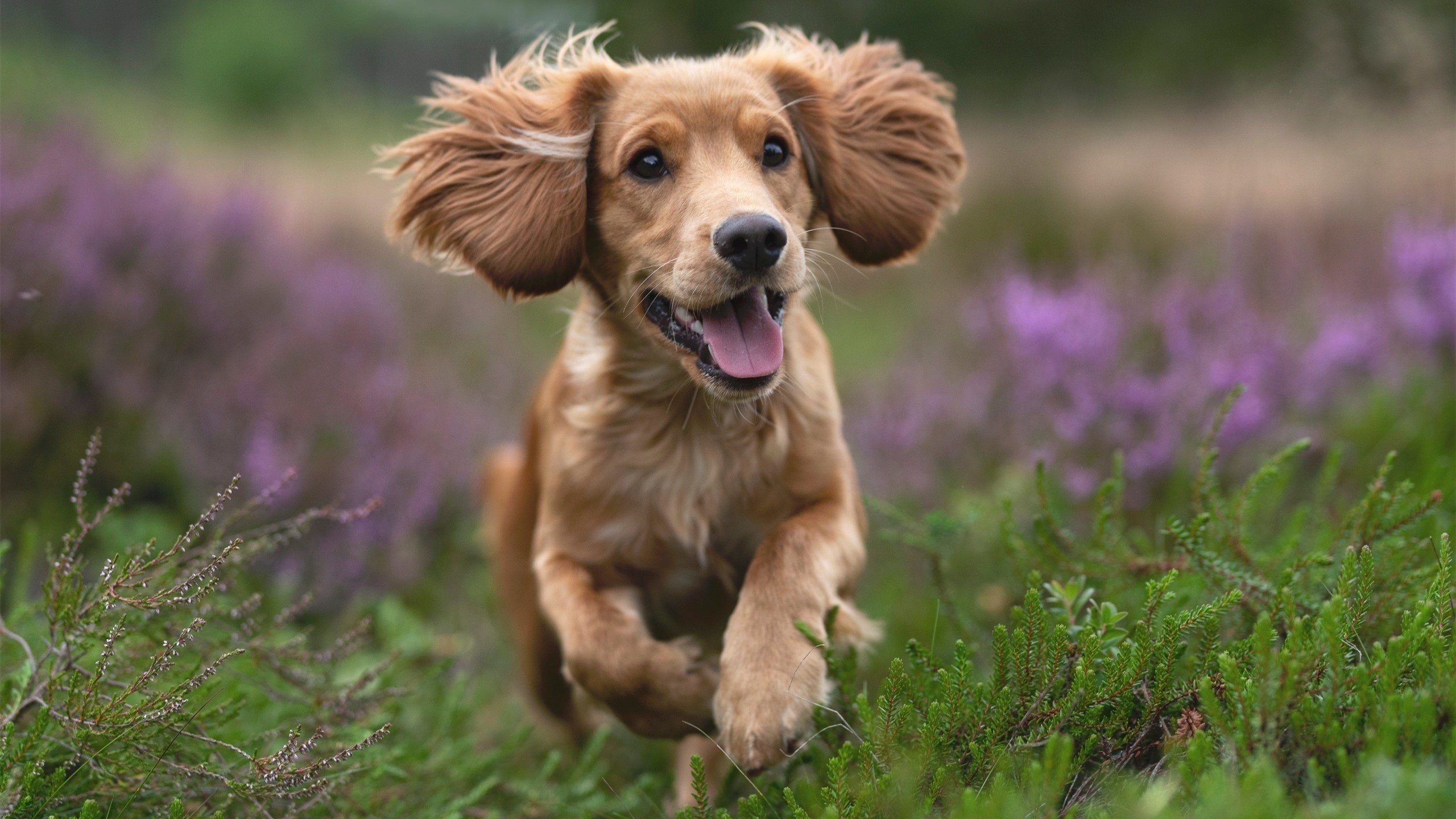 爱游戏官网-艾比·德尔福：南非队后防线的基石，确保球员们发挥稳定，艾比里德尔hp