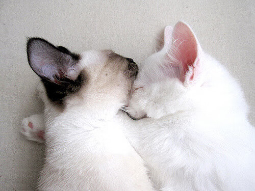 莱德基冲线瞬间震撼全场,莱德基实力