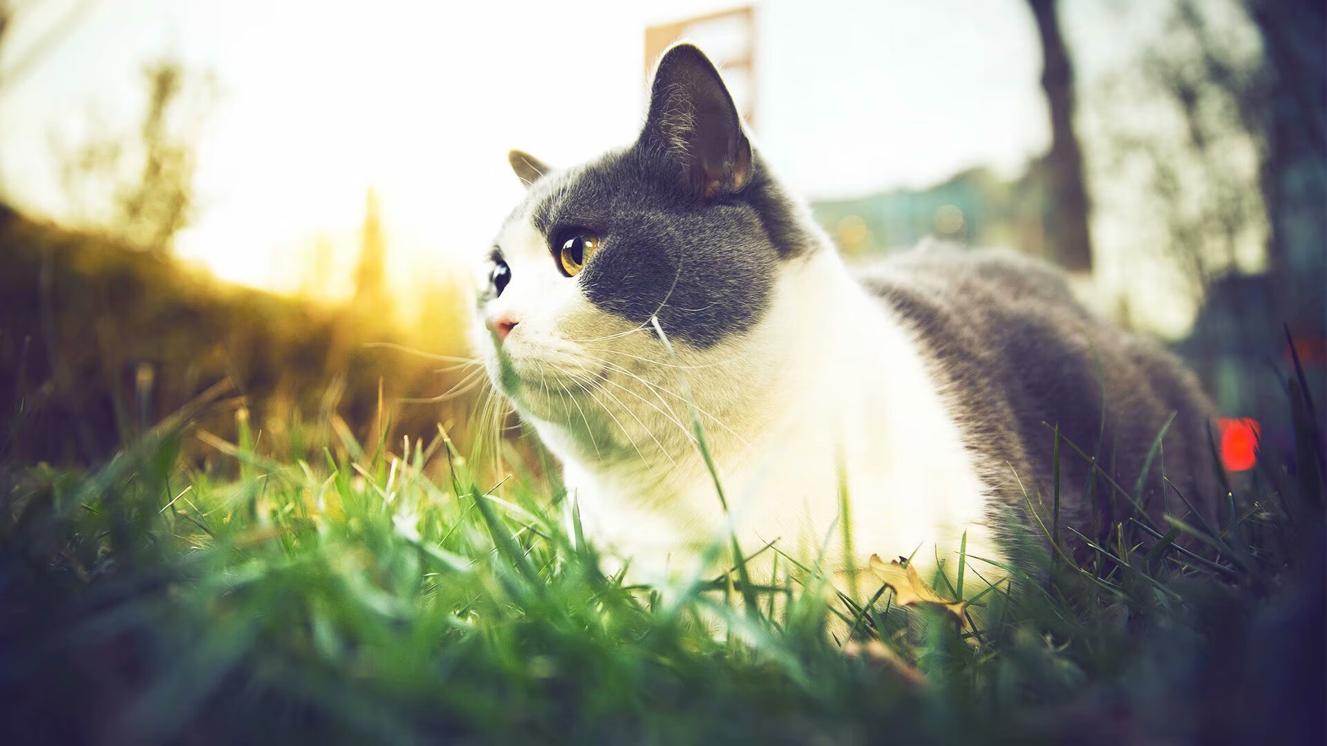 爱游戏娱乐-覃海洋决赛精彩瞬间成全场焦点，覃海洋父母